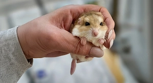 Suche Duprasi Fettschwanz Rennmäuse