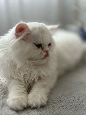Weiße Perserkatze (1 Jahr)   gesund & gepflegt, mit Zubehör