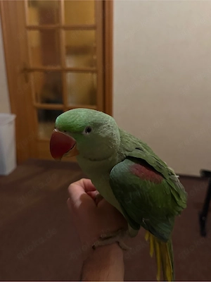 papagei Psittacula eupatria Und Nympichus Papagei