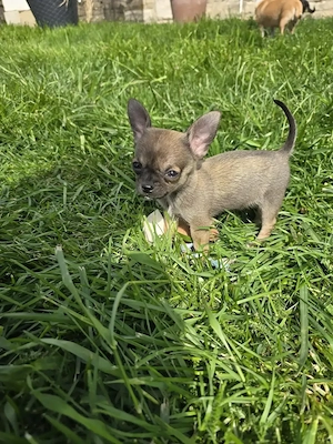 Wir dürfen ausziehen! Bezaubernde reinrassige Chihuahua-Kinder suchen Dich!