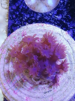 Meerwasser 2 LPS Korallen