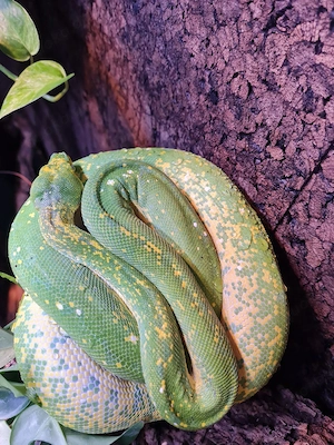 Baumpython high yellow Siblins