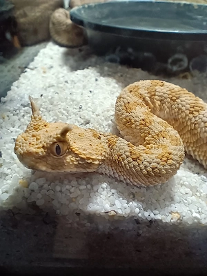 Cerastes Cerastes Ägypten 