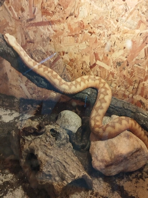 Suche 1.0 Vipera Ammodytes Skutarisee 