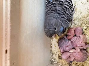 Blackwing & Blackface Wellensittiche super Handzahm 