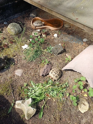 Vierzehenschildkröte 