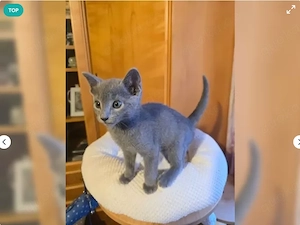 Wunderschöne süße Russisch Blau Kitten abzugeben   Bild 3