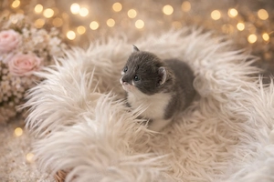Kitten in liebevolle Hände abzugeben RESERVIERT 