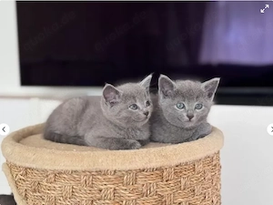 Wunderschöne süße Russisch Blau Kitten abzugeben  