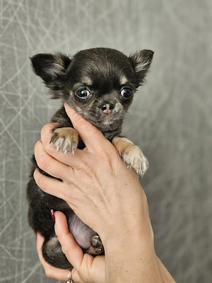 Chihuahua Welpen Mini Hündin 