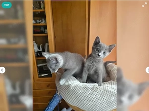Wunderschöne süße Russisch Blau Kitten abzugeben  