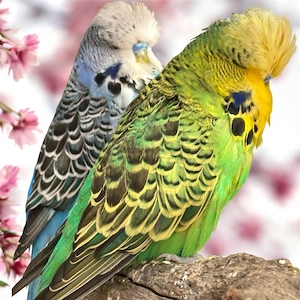 Schauwellensittiche super handzahm 