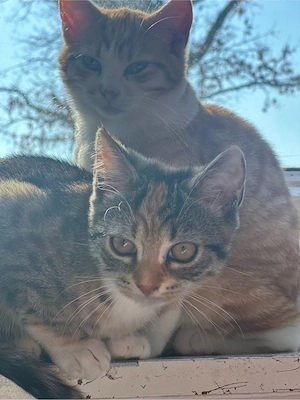 Zwei süße Katzenmädchen suchen ein liebevolles Zuhause   