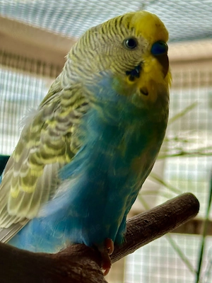 Standard Wellensittich nicht zahm 