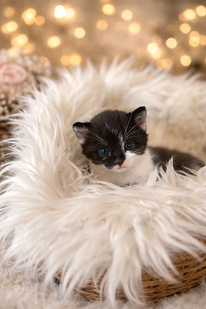 Kitten in liebevolle Hände abzugeben 