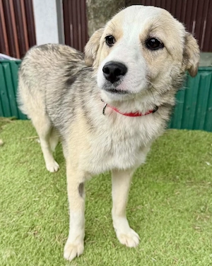 Bezaubernde Junghündin Novalie