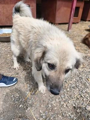 Bennet sucht ein liebevolles Zuhause Bild 3