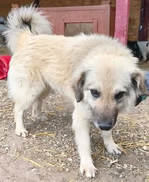 Bennet sucht ein liebevolles Zuhause Bild 4