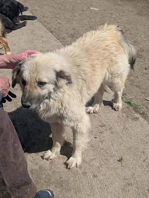 Bennet sucht ein liebevolles Zuhause Bild 2