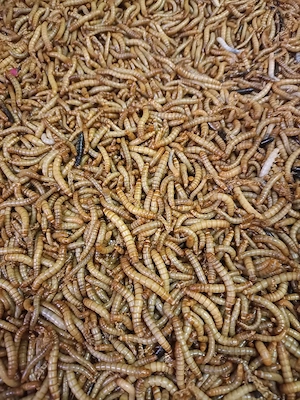 Lebende  Mehlwürmer 