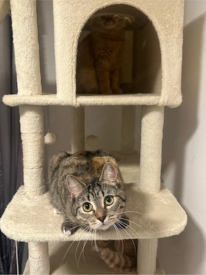 Liebevolle Katze  Babsi  sucht ein neues Zuhause 