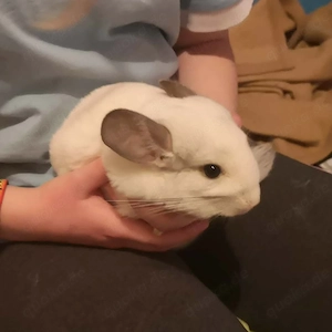 Cloud und Ralsei aus Rostock suchen Zuhause - Chinchilla Notfallvermittlungshilfe