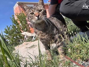 Schmusekater Tiger sucht passende Dosenöffner Bild 4