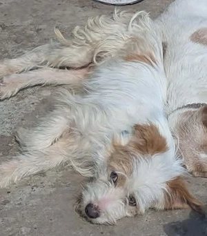 Bommi - kleiner Wirbelwind sucht seine Menschen