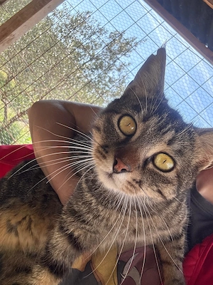 Schmusekater Tiger sucht passende Dosenöffner Bild 2