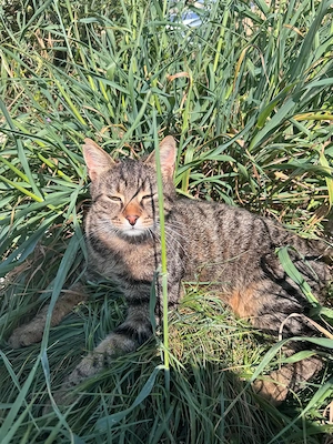 Schmusekater Tiger sucht passende Dosenöffner Bild 3