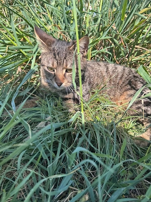 Schmusekater Tiger sucht passende Dosenöffner Bild 5