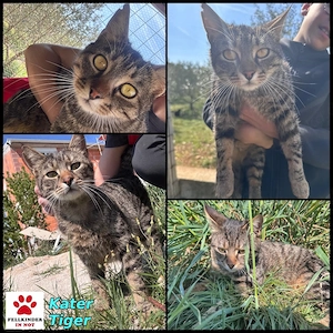 Schmusekater Tiger sucht passende Dosenöffner Bild 6