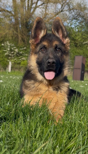 wunderschöne Schäferhundin Welpe 