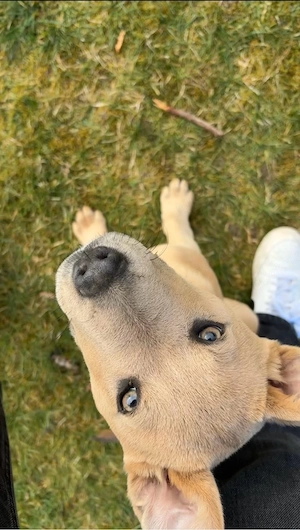 American Stafford mix