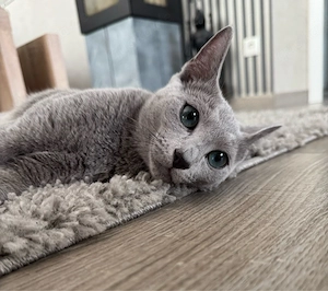 Wurfankündigung russich blau Kitten mit Stammbaum