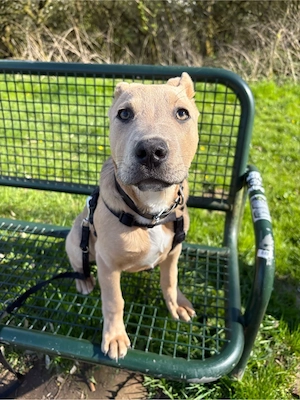 Sheyla sucht ein liebevolles Zuhause