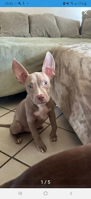 American Pocket Bully hündin 