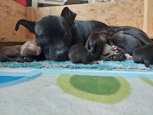 wunderschöne American Bully Welpen 