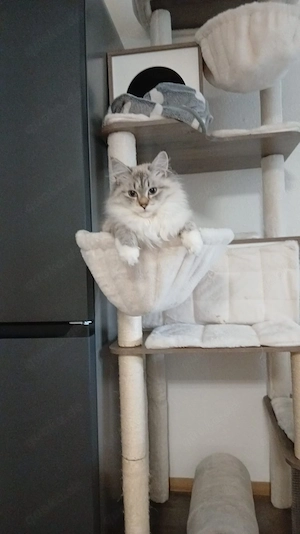 Verschmuste liebevolle Katze abzugeben