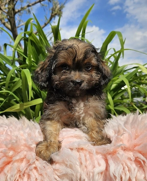 Nur noch ein Welpe ** Mini Yorkiepoo Welpen ** Toypudel Yorkshire Terrier wie Maltipoo
