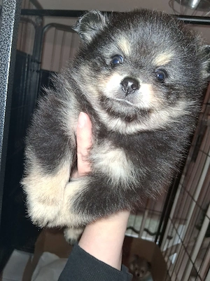 Pommerscher Zwergspitz 