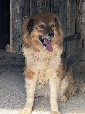 Franzi - findet sie bald ihr richtiges Zuhause?