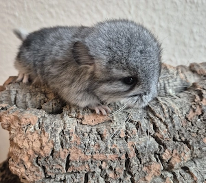 Süßes kleines Böckchen aus liebevoller Hobbyzucht ab Ende Juni zur Abgabe