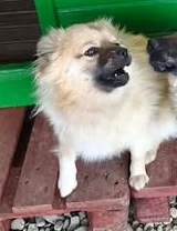 Leano sucht Geborgenheit bei dir