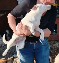 Die kleine Nela sucht ein liebevolles Zuhause für immer Bild 9