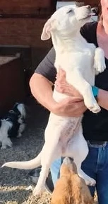 Die kleine Nela sucht ein liebevolles Zuhause für immer Bild 10