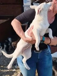 Die kleine Nela sucht ein liebevolles Zuhause für immer Bild 5