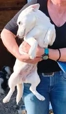 Die kleine Nela sucht ein liebevolles Zuhause für immer