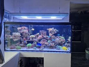 Meerwasserbeckauflösung Bild 2