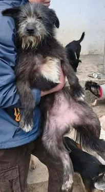 Olivia braucht ein Zuhause für immer Bild 4